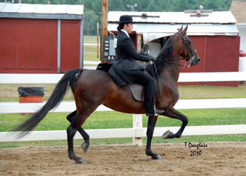 Rachel Chiodo riding A Voodoo Doll at the NH Arab Show 2010