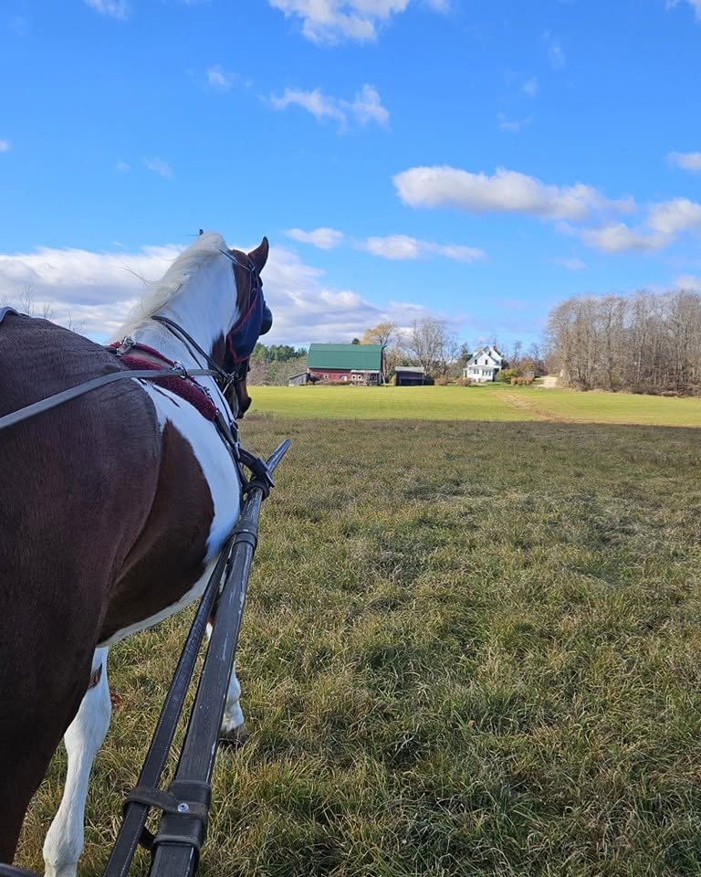 Saddled horse overlooking rural farm landscape