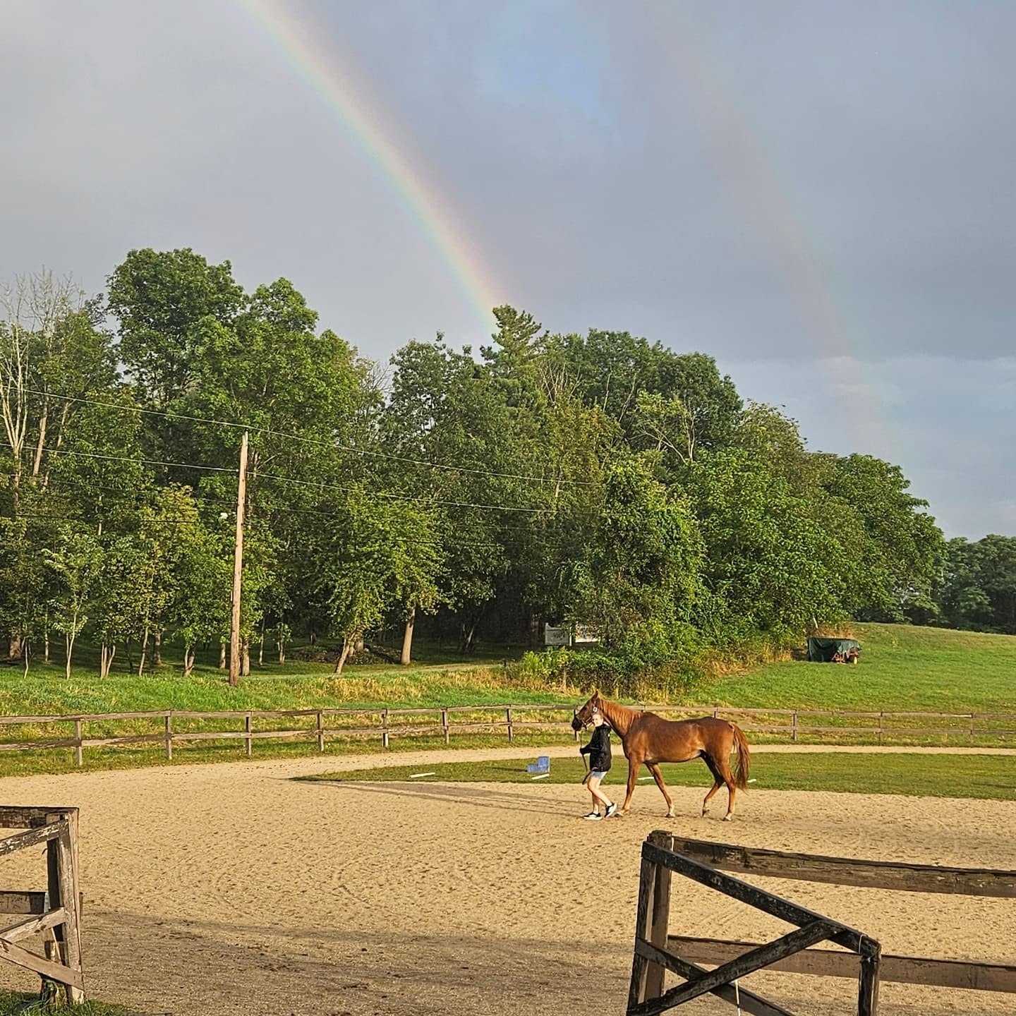 Horse in a clean, well-maintained stable stall at Sunswept Stables